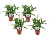 Plant in a Box - Spathiphyllum 'Lepelplant' - Set van 4 - Luchtzuiverend - Kamerplant - Pot 12cm - Hoogte 30-40cm