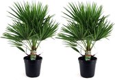 Plant in a Box - Chamaerops Humilis - Set van 2 - Europese Dwergpalm - Winterhard - Pot 21cm - Hoogte 70-80cm