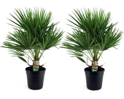 Plant in a Box - Chamaerops Humilis - Set van 2 - Europese Dwergpalm - Winterhard - Pot 21cm - Hoogte 70-80cm