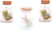 Plant in a Box - Mix van 3 Tillandsia - Luchtplantjes in glazen deco flesje