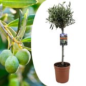Plant in a Box - Olea Europaea - Winterharde olijfboom op stam - Pot 19cm - Hoogte 70-80cm
