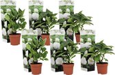 Plant in a Box - Hydrangea macrophylla Wit - Set van 6 - Hortensiaroos - Pot 9cm - Hoogte 25-40cm