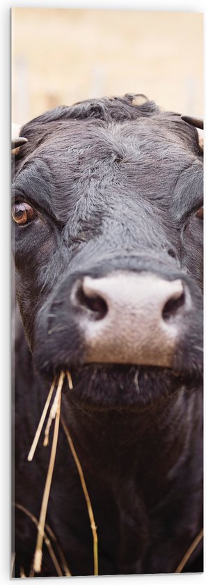 Acrylglas - Aankijkende Zwarte koe in het Gras - 30x90 cm Foto op Acrylglas (Met Ophangsysteem)
