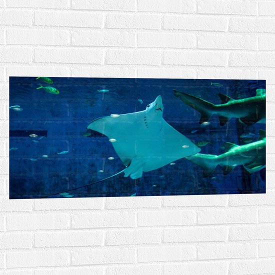 WallClassics - Muursticker - Grote Rog Zwemmend bij Vissen - 100x50 cm Foto op Muursticker