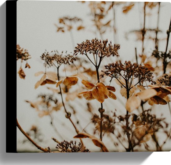 Canvas - Bruine Bloemen en Planten met Grijze Achtergrond - 30x30 cm Foto  op Canvas... | bol.com