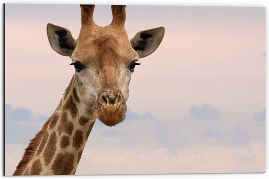 WallClassics - Dibond - Kop van Aankijkende Giraffe - 60x40 cm Foto op Aluminium (Wanddecoratie van metaal)