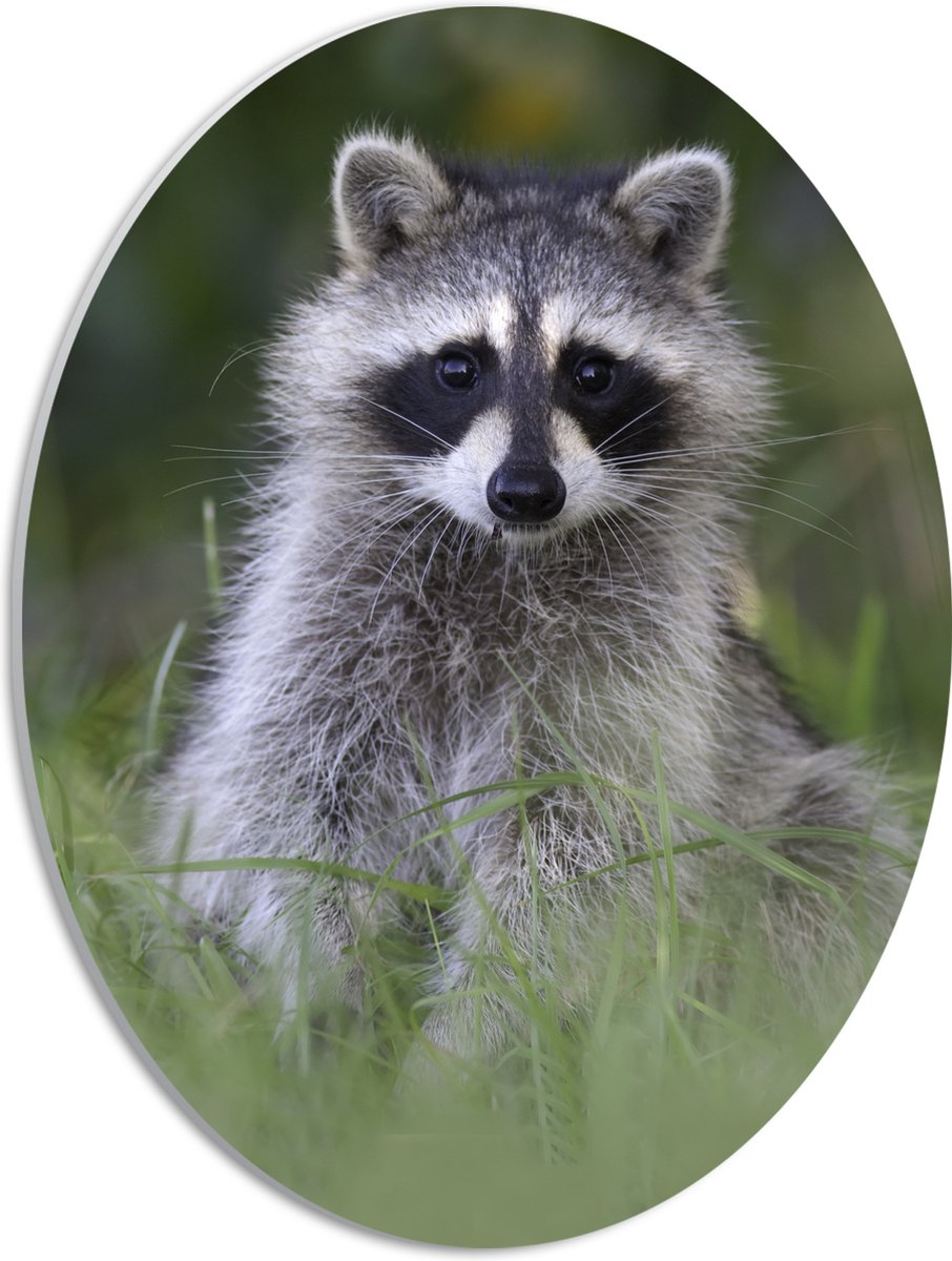 PVC Schuimplaat Ovaal - Baby Wasbeer in het Gras - 30x40 cm Foto op Ovaal (Met Ophangsysteem)