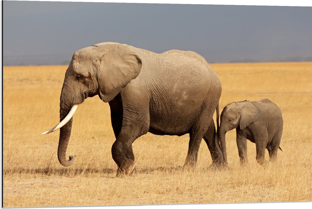Dibond - Afrikaanse Olifant met Baby Olifantje - 90x60 cm Foto op Aluminium (Wanddecoratie van metaal)