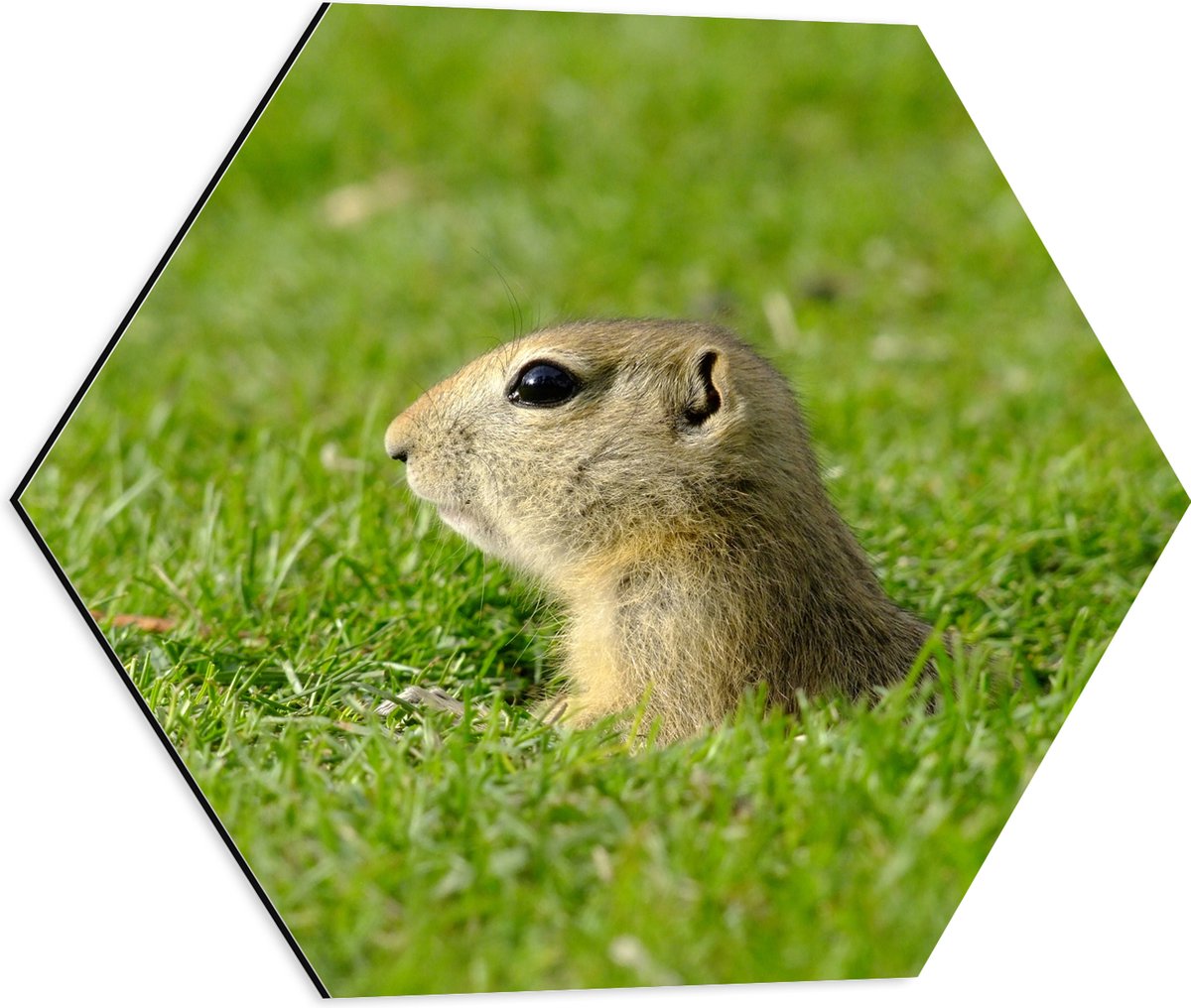 Dibond Hexagon - Baby Goffer Komt uit de Grond - 50x43.5 cm Foto op Hexagon (Met Ophangsysteem)