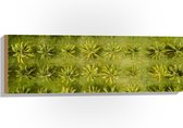 Hout - Veld met Palmbomen vanaf boven - 90x30 cm - 9 mm dik - Foto op Hout (Met Ophangsysteem)