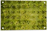 Tuinposter – Veld met Palmbomen vanaf boven - 60x40 cm Foto op Tuinposter (wanddecoratie voor buiten en binnen)