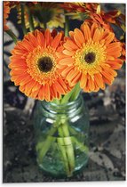 Dibond - Oranje Gerbera Jamesonii Bloemen - 40x60 cm Foto op Aluminium (Wanddecoratie van metaal)