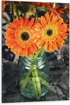 Dibond - Oranje Gerbera Jamesonii Bloemen - 80x120 cm Foto op Aluminium (Wanddecoratie van metaal)