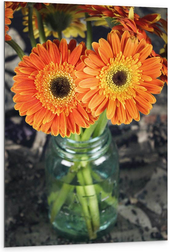 Dibond - Oranje Gerbera Jamesonii Bloemen - 80x120 cm Foto op Aluminium (Wanddecoratie van metaal)