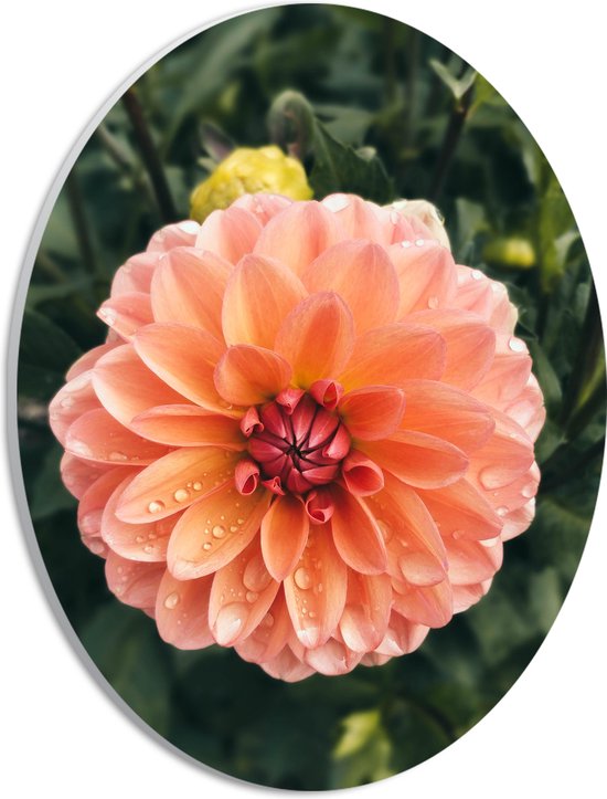 PVC Schuimplaat Ovaal - Oranje Roze Dahlia Plant met Waterdruppels - 21x28 cm Foto op Ovaal (Met Ophangsysteem)