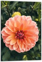 Dibond - Oranje Roze Dahlia Plant met Waterdruppels - 60x90 cm Foto op Aluminium (Wanddecoratie van metaal)