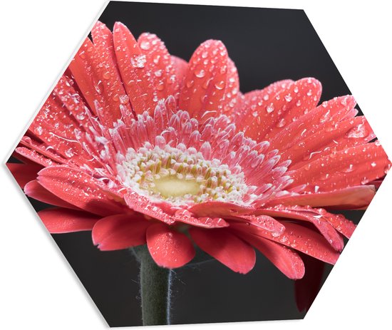 PVC Schuimplaat Hexagon - Rode Gerbera Jamesonii met Waterdruppels - 60x52.2 cm Foto op Hexagon (Met Ophangsysteem)