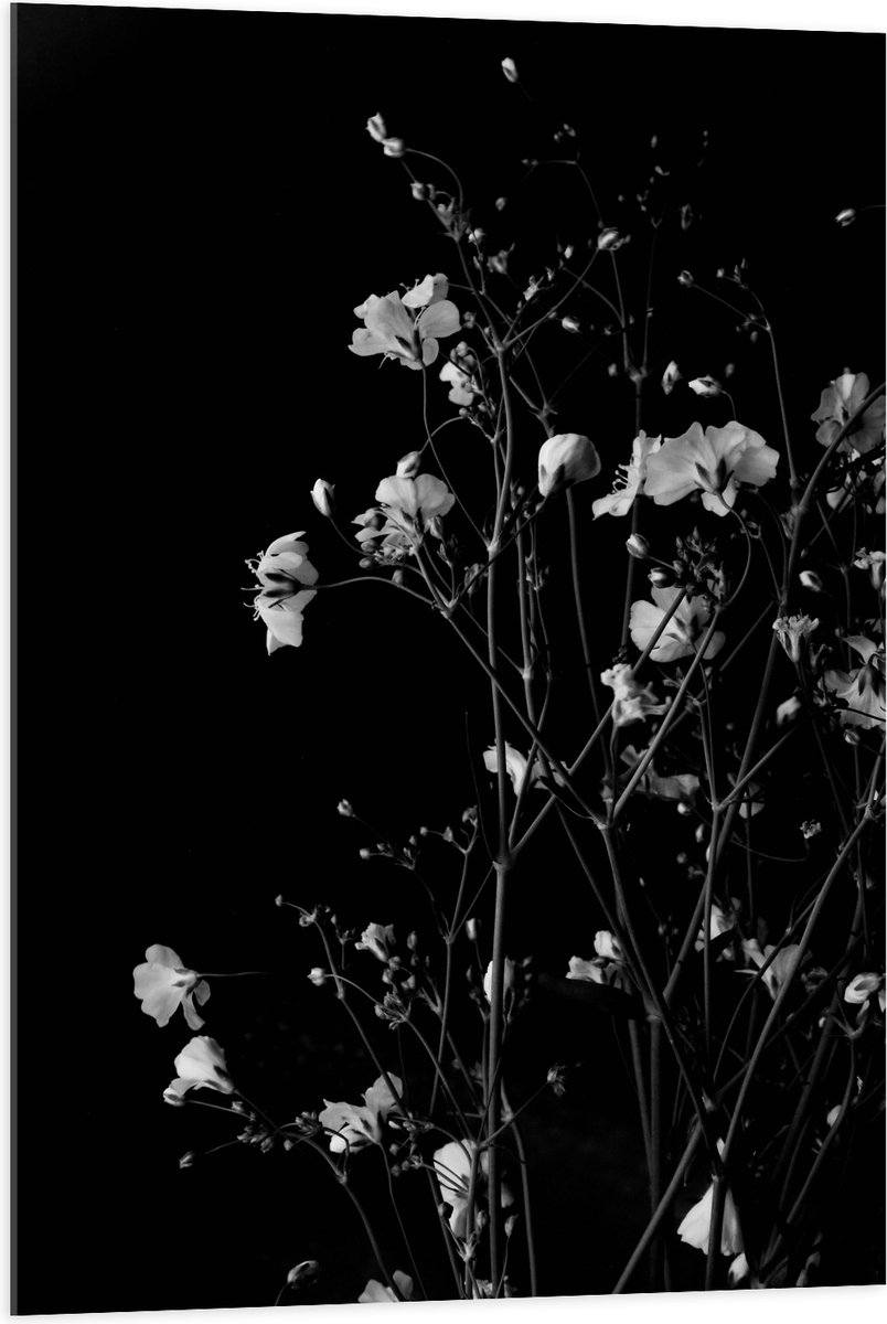 Acrylglas - Sluierkruid Bloemen Zwart/Wit - 70x105 cm Foto op Acrylglas (Met Ophangsysteem)