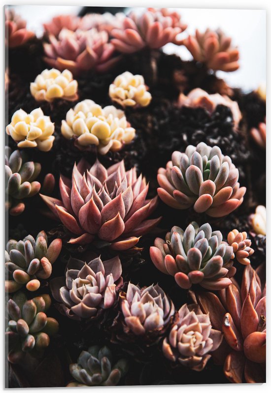 WallClassics - Acrylglas - Groepje Vetplanten in Verschillende Kleuren - 40x60 cm Foto op Acrylglas (Met Ophangsysteem)