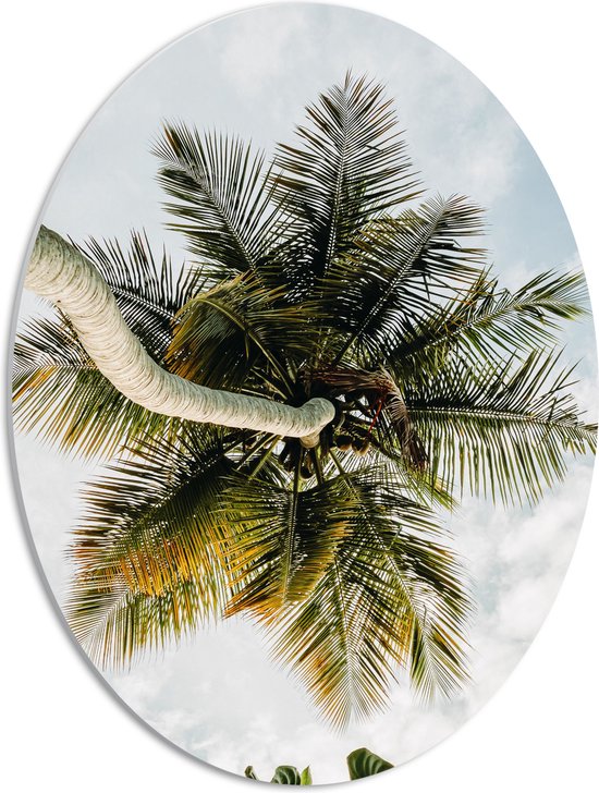 PVC Schuimplaat Ovaal - Palmboom vanaf onder - 42x56 cm Foto op Ovaal (Met Ophangsysteem)