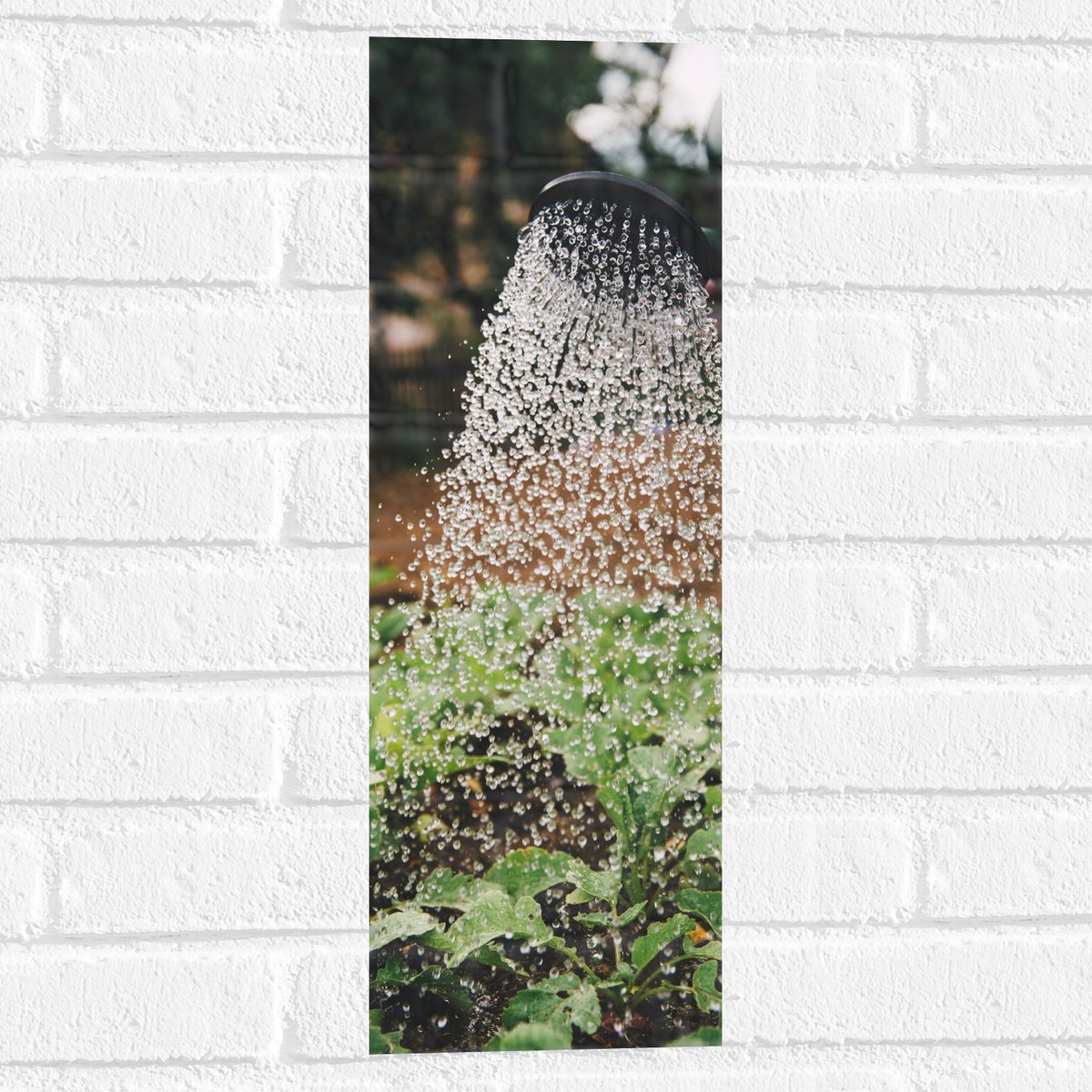 Muursticker - Planten Water Geven met Gieter - 20x60 cm Foto op Muursticker