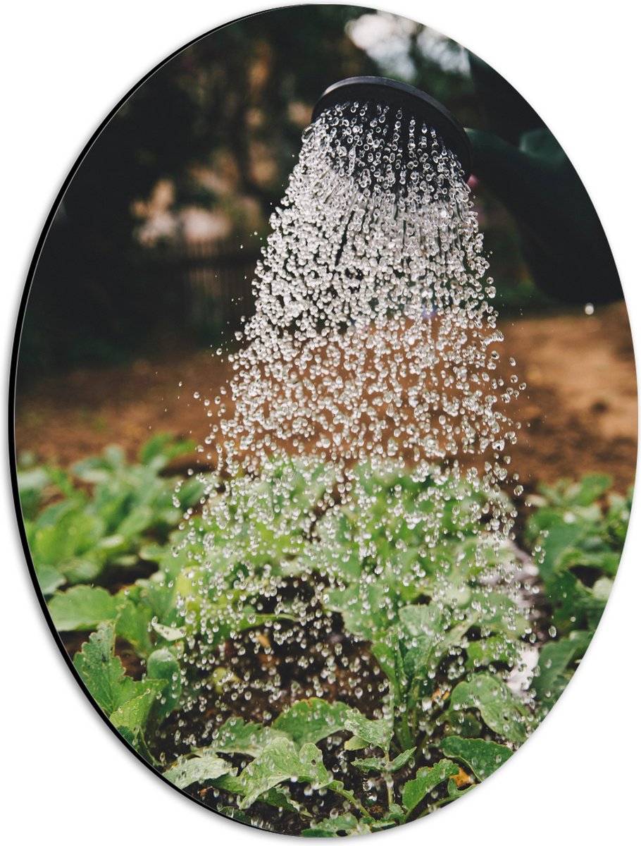 Dibond Ovaal - Planten Water Geven met Gieter - 30x40 cm Foto op Ovaal (Met Ophangsysteem)
