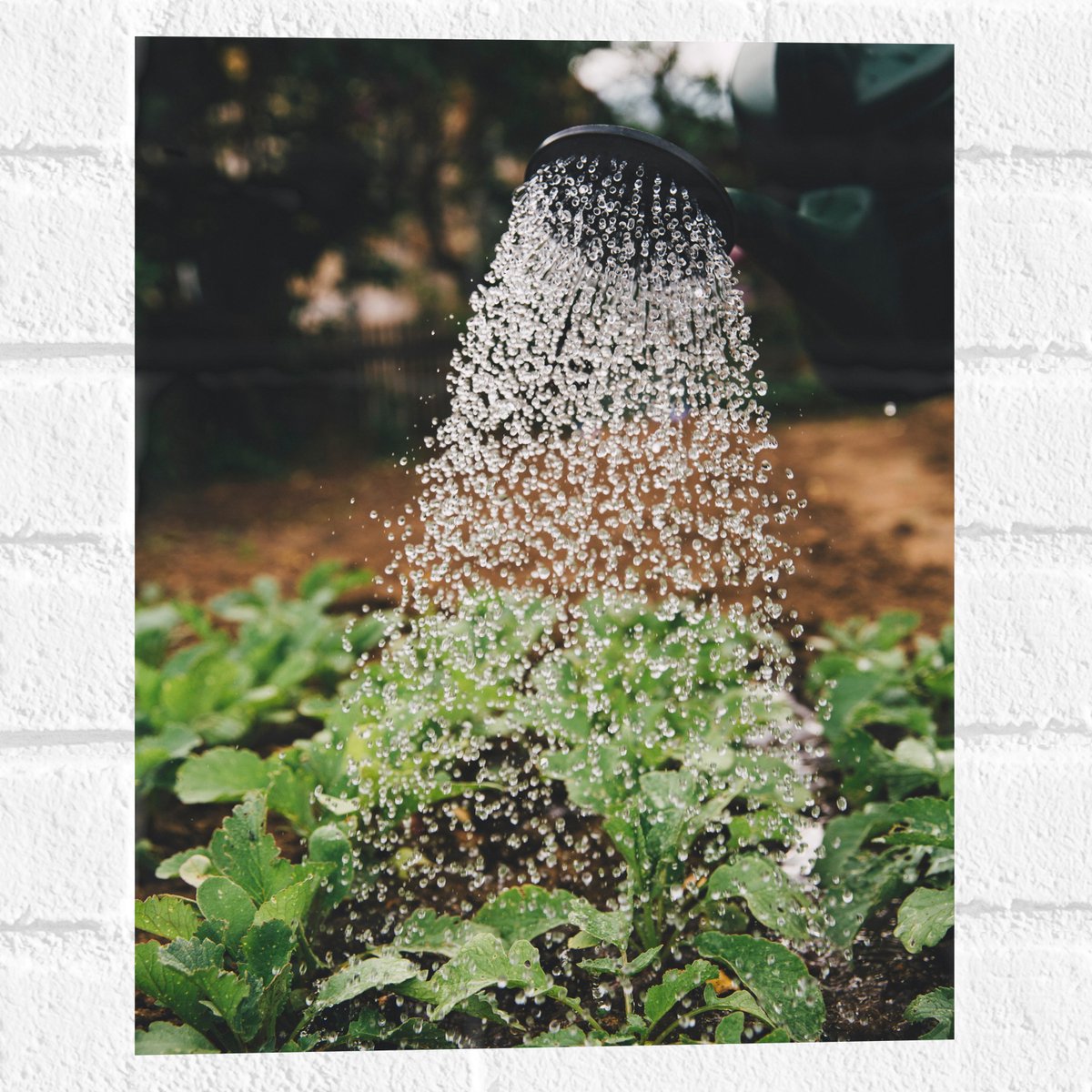 Muursticker - Planten Water Geven met Gieter - 30x40 cm Foto op Muursticker