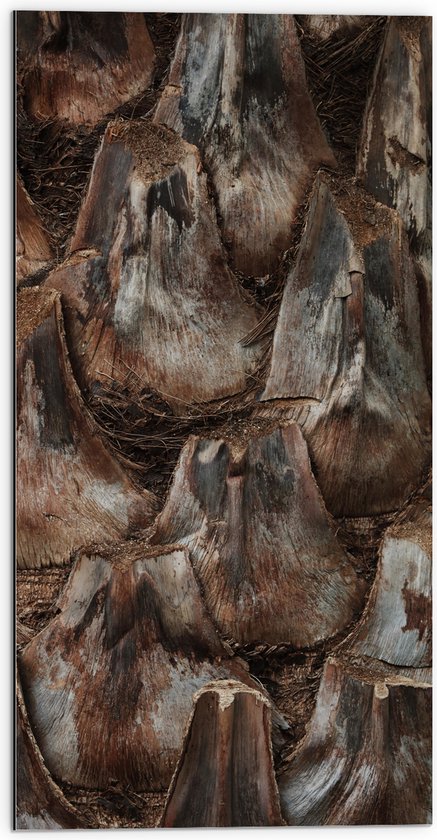 Dibond - Schors van Palmboom - 50x100 cm Foto op Aluminium (Met Ophangsysteem)