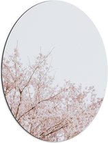 Dibond Ovaal - Licht Roze Bloesem aan de Bomen - 51x68 cm Foto op Ovaal (Met Ophangsysteem)