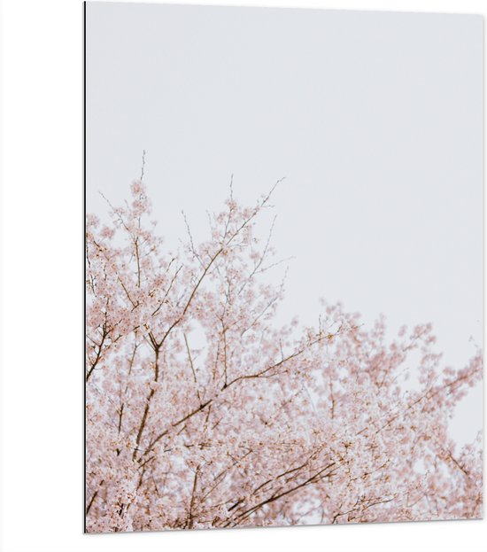 Dibond - Licht Roze Bloesem aan de Bomen - 75x100 cm Foto op Aluminium (Met Ophangsysteem)