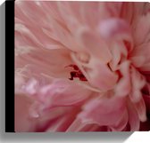 WallClassics - Toile - Bloem de pivoine rose tendre - 30x30 cm Photo sur toile (Décoration murale sur toile)