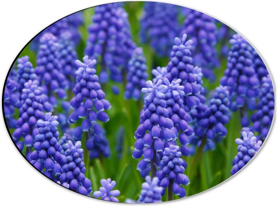 Dibond Ovaal - Paarse Muscari - 40x30 cm Foto op Ovaal (Met Ophangsysteem)