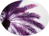 Dibond Ovaal - Palmboom met Paarse Gloed - 80x60 cm Foto op Ovaal (Met Ophangsysteem)