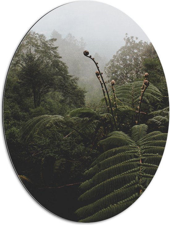 Dibond Ovaal - Groene Tropische Planten bij Mistige Lucht - 60x80 cm Foto op Ovaal (Met Ophangsysteem)
