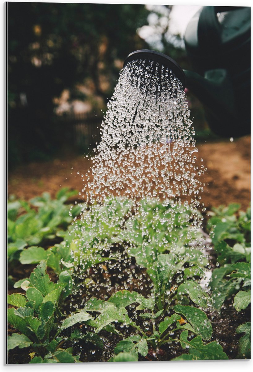 Dibond - Planten Water Geven met Gieter - 40x60 cm Foto op Aluminium (Wanddecoratie van me