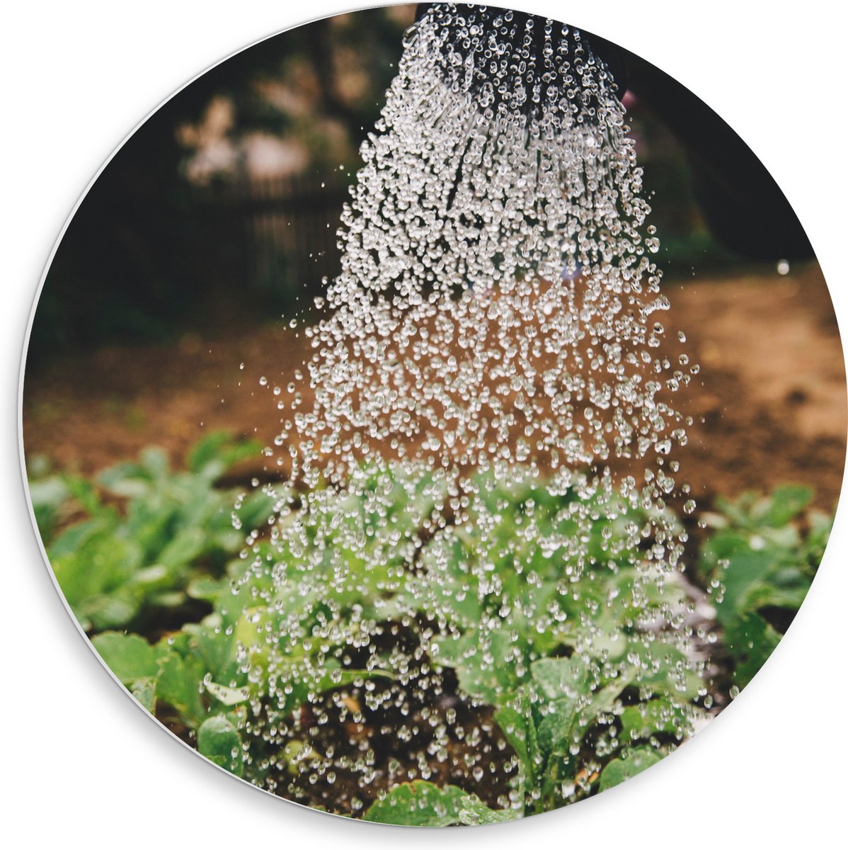 PVC Schuimplaat Muurcirkel - Planten Water Geven met Gieter - 50x50 cm Foto op Muurcirkel 