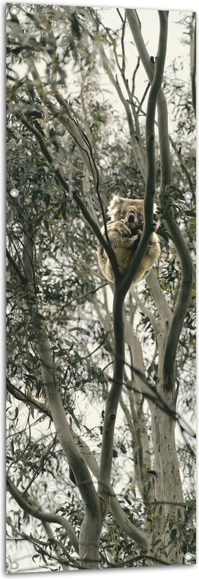 Tuinposter – Koala Beer in de Boom - 50x150 cm Foto op Tuinposter (wanddecoratie voor buiten en binnen)