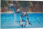WallClassics - Acrylglas - Springende Dolfijnen - 105x70 cm Foto op Acrylglas (Met Ophangsysteem)