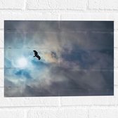 WallClassics - Muursticker - Vliegende Roofvogel in de Lucht - 40x30 cm Foto op Muursticker