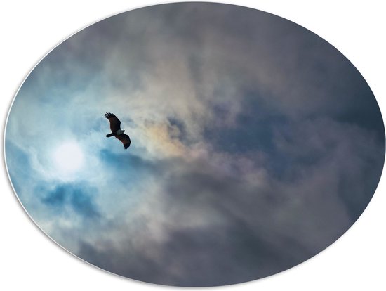 WallClassics - PVC Schuimplaat Ovaal - Vliegende Roofvogel in de Lucht - 96x72 cm Foto op Ovaal (Met Ophangsysteem)