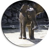 WallClassics - Dibond Muurcirkel - Baby Olifantje Speelt met Water - 40x40 cm Foto op Aluminium Muurcirkel (met ophangsysteem)