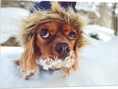 WallClassics - Acrylglas - Bruine Hondenhoofd boven de Sneeuw - 100x75 cm Foto op Acrylglas (Met Ophangsysteem)