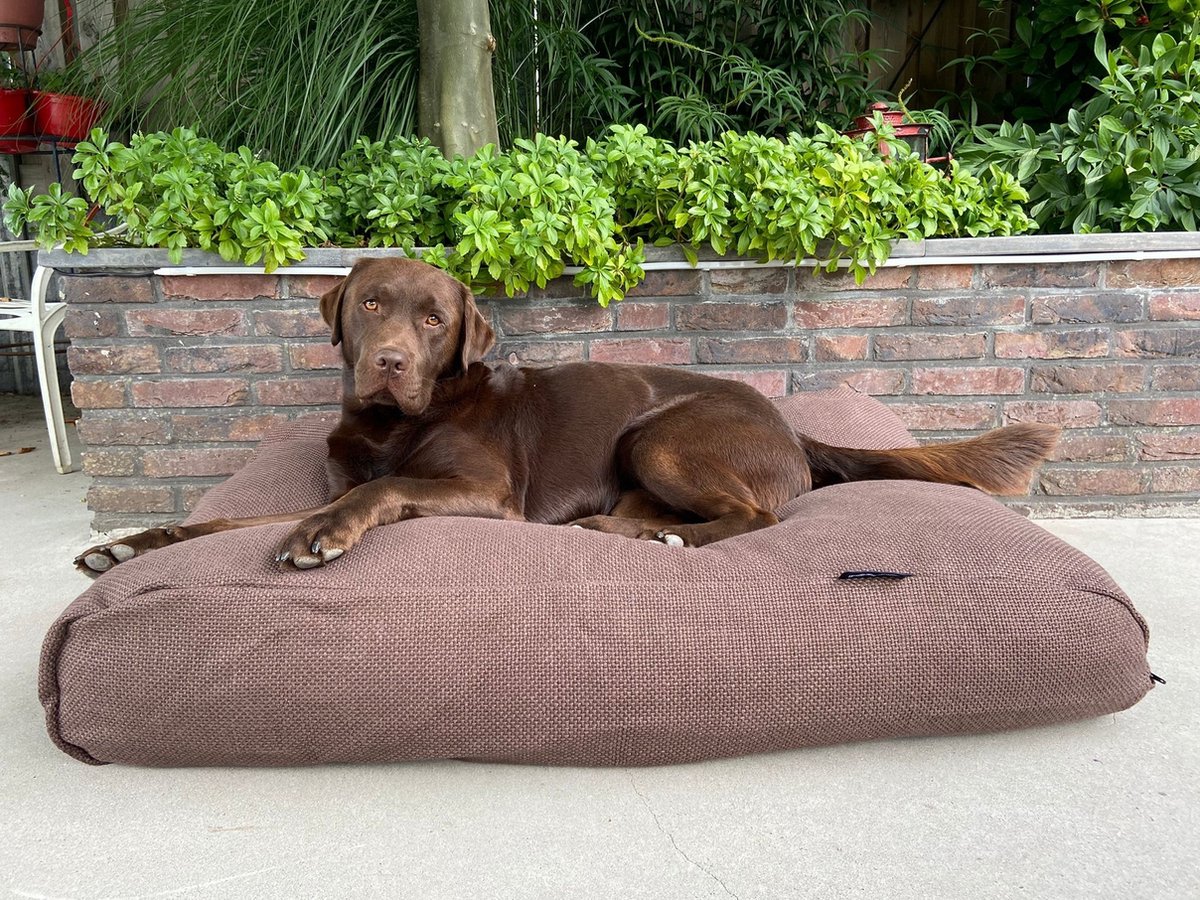 Dog's Companion Hondenkussen / Hondenbed - XS - 55 x 45 cm - Copenhagen Mocha