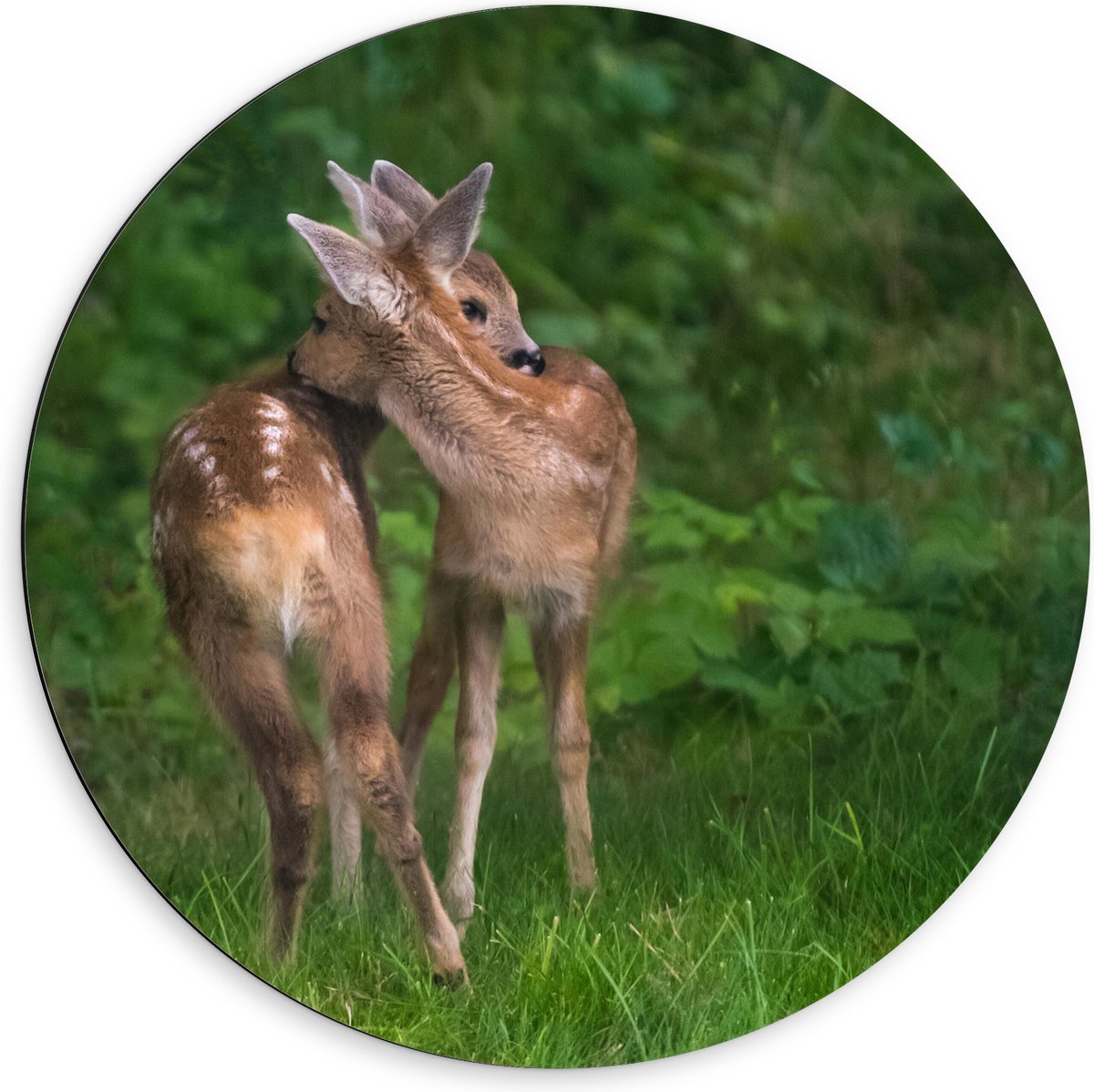 Dibond Muurcirkel - Twee Knuffelende Hertjes - 60x60 cm Foto op Aluminium Muurcirkel (met ophangsysteem)