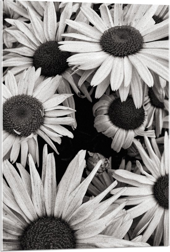 WallClassics - Acrylglas - Zwart Wit Foto van Zonnebloemen - 60x90 cm Foto op Acrylglas (Met Ophangsysteem)