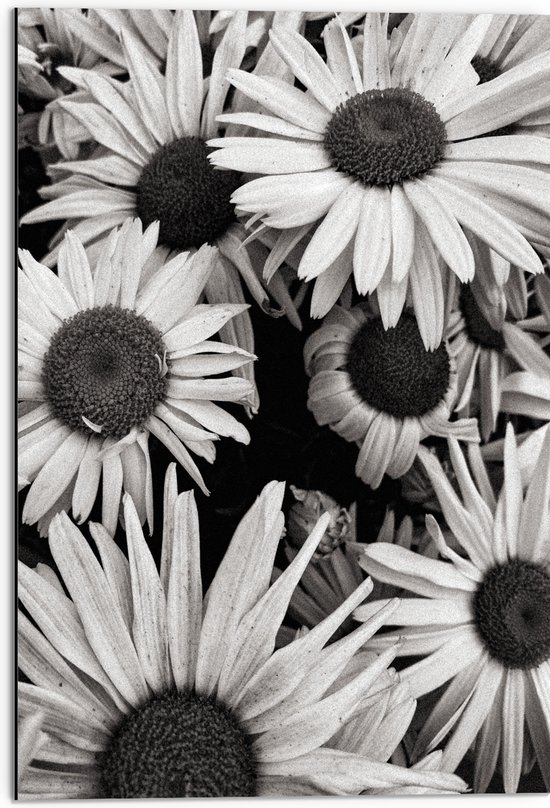 WallClassics - Dibond - Zwart Wit Foto van Zonnebloemen - 50x75 cm Foto op Aluminium (Wanddecoratie van metaal)