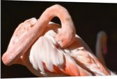 WallClassics - Dibond - Flamingo verstopt z'n Kop - 120x80 cm Foto op Aluminium (Met Ophangsysteem)