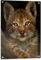 WallClassics - Tuinposter – Bruine Lynx - 60x80 cm Foto op Tuinposter (wanddecoratie voor buiten en binnen)