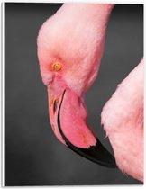 WallClassics - PVC Schuimplaat - Kop van een Roze Flamingo - 30x40 cm Foto op PVC Schuimplaat (Met Ophangsysteem)