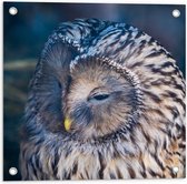 WallClassics - Poster de jardin - Hibou endormi - 50 x 50 cm Photo sur poster de jardin (décoration murale pour l'extérieur et l'intérieur)